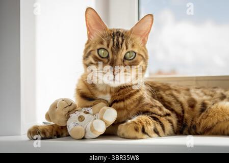 Chat du Bengale avec un ours en peluche reposant sur le rebord de la fenêtre. Chat mignon allongé près de la fenêtre Banque D'Images