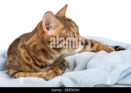 Chat bengale de race pure couché sur une couverture bleue, fond blanc, isolé Banque D'Images