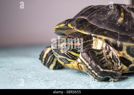 Grande tortue aux oreilles rouges avec les yeux verts, gros plan Banque D'Images