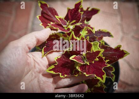 Coleus Blumei Plectranthus scutellarioides. Nom der Pflanzensorte Crown Jewel. Coleus Blaetter in der Hand Nahaufnahme Banque D'Images