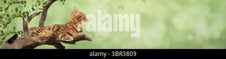 Un beau chat du Bengale repose sur une branche d'arbre. Beau fond vert avec espace de copie Banque D'Images