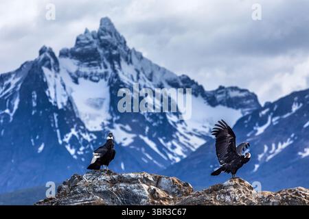 Vue des condors andins perchés sur des affleurements rocheux contre le majestueux fond de montagnes enneigées sous un ciel nuageux, Ushuaia, province de Terre de feu, Argentine. Banque D'Images