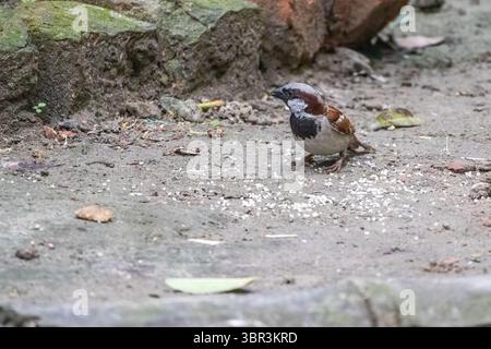 Moineau domestique (passer domesticus) recherche de grains de riz sur le sol dans une cour rurale de village bangladais. Oiseau sauvage mangeant à l'extérieur. Banque D'Images