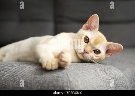Mignon chaton birman se trouve sur le canapé. Chaton birman rouge à l'intérieur de la maison Banque D'Images
