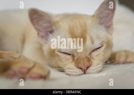 Adorable chaton birman rouge dormant ou se reposant doucement sur un oreiller moelleux dans un lit blanc à l'intérieur à la maison Banque D'Images