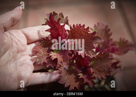 Coleus Blumei Plectranthus scutellarioides. Nom der Pflanzensorte Henna. Coleus Blaetter in der Hand Nahaufnahme Banque D'Images