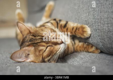 Un adorable chat Bengale dort sur un canapé gris, un chaton tabby mignon somnolent doucement dans le salon Banque D'Images