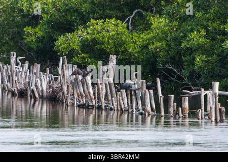 25 décembre 2007, Teacapan, Sinaloa, Mexique : une femelle Anhinga, Anhinga anhinga, perchée sur des pilotis de bois sur une rivière près de Teacapan, Mexique. En arrière-plan se trouve un cormoran néotropique. (Crédit image : © Jon G. Fuller/VW pics via ZUMA Wire) Banque D'Images