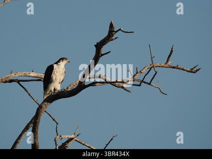 L'aigle faucon africain chasse avec des oiseaux volants à basse altitude et de petits mammifères. Banque D'Images