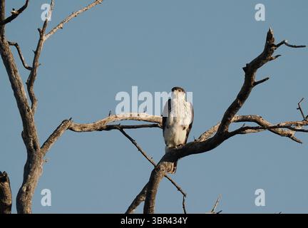 L'aigle faucon africain chasse avec des oiseaux volants à basse altitude et de petits mammifères. Banque D'Images