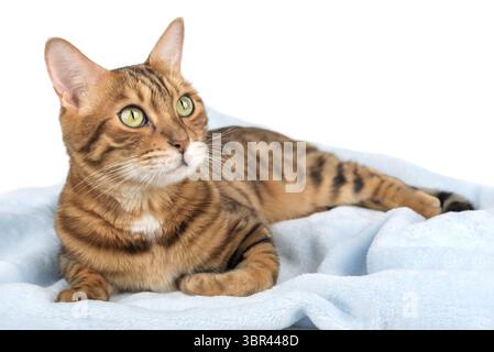 Chat bengale de race pure couché sur une couverture bleue, fond blanc, isolé Banque D'Images