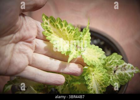 Coleus Blumei Plectranthus scutellarioides. Nom der Pflanzensorte Das Herz von Ashgabad. Coleus Blaetter in der Hand Nahaufnahme Banque D'Images