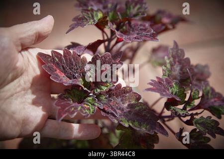 Coleus Blumei Plectranthus scutellarioides. Nom der Pflanzensorte Elfers. Coleus Blaetter in der Hand Nahaufnahme Banque D'Images