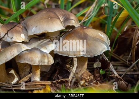 Les champignons Amanita phalloides et Tricholoma fleurissent au milieu des feuilles tombées et de la verdure, affichant leurs couleurs uniques dans une forêt vibrante du début de l'automne. Banque D'Images