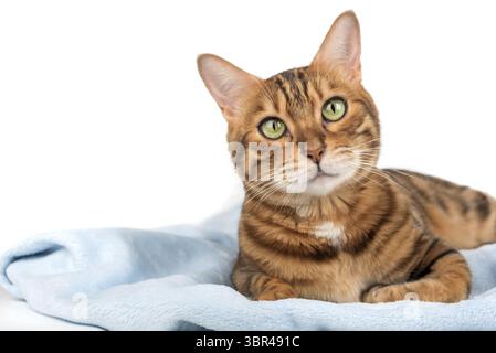 Chat bengale de race pure couché sur une couverture bleue, fond blanc, isolé Banque D'Images