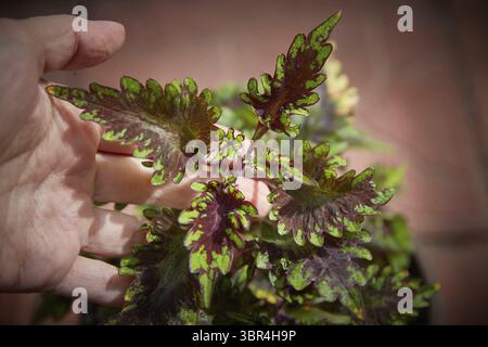 Coleus Blumei Plectranthus scutellarioides. Nom der Pflanzensorte Caracas. Coleus Blaetter in der Hand Nahaufnahme Banque D'Images