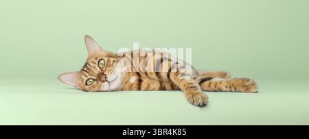 Chat Bengale, femelle, 3 ans, rosette de couleur sur or, marron tacheté, repose sur un fond vert Banque D'Images