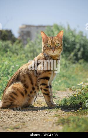 Chat Bengale dans un harnais en cuir sur une laisse. Vue latérale Banque D'Images