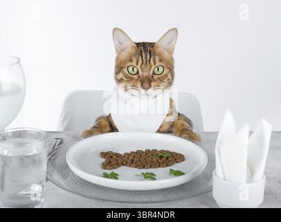 Chat drôle à la table posée dans un bavoir sur un fond blanc Banque D'Images
