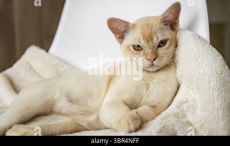 Adorable chaton birman rouge reposant sur un oreiller moelleux dans un lit blanc à l'intérieur à la maison Banque D'Images