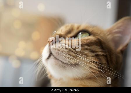 Profil en gros plan d'un chat du Bengale avec les yeux verts dirigés sur le côté sur un fond flou Banque D'Images