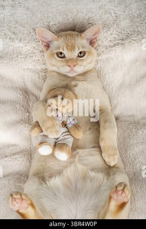 Chaton se trouve sur une couverture confortable embrassant un jouet. Un chaton birman rouge simule avec un ours en peluche sur une couverture Banque D'Images