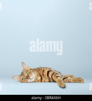 Le chat senior se trouve sur un fond coloré. Le corps d'un chat tabby court avec de beaux yeux verts. Un chat étiré et détendu aime la vie. Sélection Banque D'Images