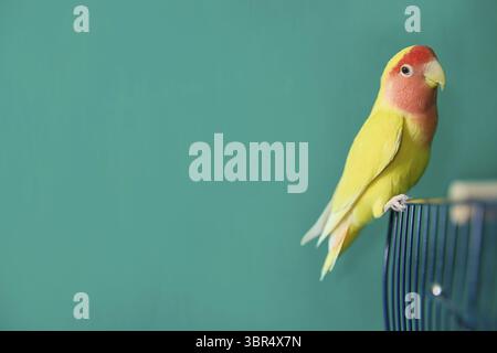 Yellow Lovebird est confortablement assis sur une cage sur un fond vert vif, mettant en valeur son plumage coloré. La teinte jaune et rose vibrante de l'oiseau Banque D'Images