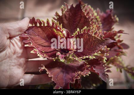 Coleus Blumei Plectranthus scutellarioides. Nom der Pflanzensorte King Krab. Coleus Blaetter in der Hand Nahaufnahme Banque D'Images