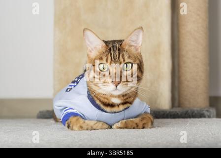 Charmant chat rouge dans une veste sur le sol dans la chambre Banque D'Images