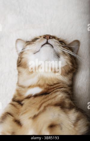 Un chat rouge mignon dort doucement sur une couverture douce Banque D'Images