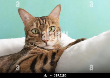 Chat domestique Bengale reposant dans un lit de chat après avoir joué Banque D'Images