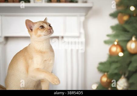 Adorable chaton crème de chat birman. Chat sur fond de nouvel an festif. Carte postale ou invitation avec chat. Copier l'espace Banque D'Images