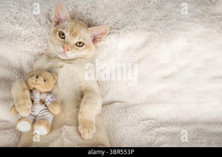 Chaton se trouve sur une couverture confortable embrassant un jouet. Red Birmese chaton sirène confortablement avec un ours en peluche sur une couverture. Copier l'espace Banque D'Images