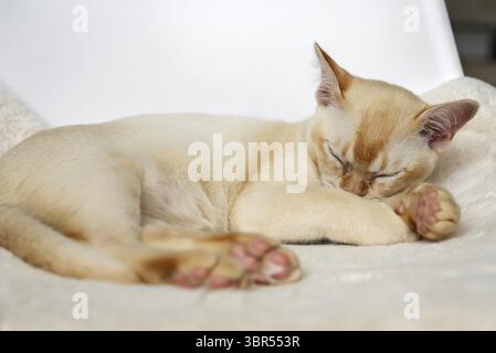 Adorable chaton birman rouge dormant ou se reposant doucement sur un oreiller moelleux dans un lit blanc à l'intérieur à la maison Banque D'Images
