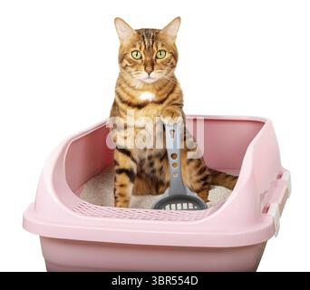 Chat Bengale dans les toilettes. Former un chat à utiliser le bac à litière. Chat et plateau avec remplissage sur fond blanc Banque D'Images