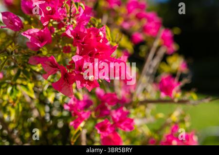 Fleurs de bougainvilliers rose vif et feuilles vertes brillantes sous la lumière du soleil sur les tiges boisées dans le jardin Banque D'Images