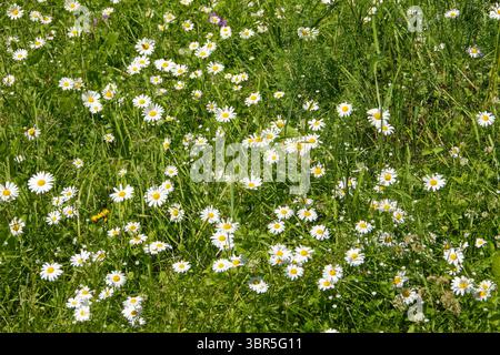 Leucanthemum vulgare, communément connu sous le nom de Marguerite à œilleton, Marguerite à oeillet, Marguerite à chien, Marguerite est une plante à fleurs très répandue. Banque D'Images