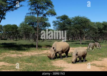 Rhinocéros blanc femelle (Ceratotherium simum) avec veau, en forêt, zèbres en arrière-plan, réserve naturelle privée près d'Omaruru, région d'Erongo, Namibie Banque D'Images