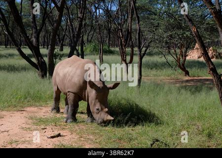 Jeune rhinocéros blanc (Ceratotherium simum), veau en forêt, réserve naturelle privée près d'Omaruru, région d'Erongo, Namibie Banque D'Images