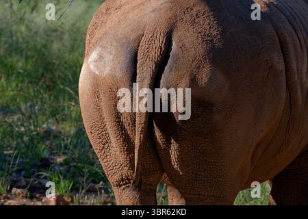 Rhinocéros blancs femelles (Ceratotherium simum), fesses, réserve naturelle privée près d'Omaruru, région d'Erongo, Namibie Banque D'Images