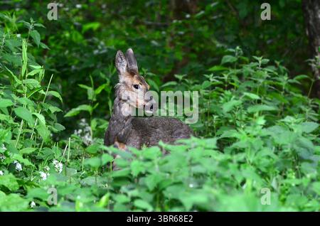 Roe Deer capreolus capreolus Dorset, Royaume-Uni Banque D'Images