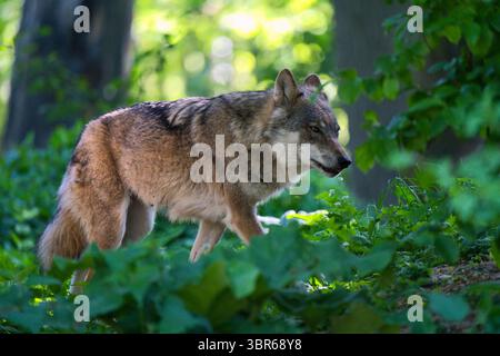Loup gris européen marchant à travers les broussailles de la forêt Banque D'Images