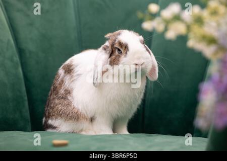 Lapin à oreilles lop assis sur une chaise verte avec des fleurs et une friandise. Banque D'Images