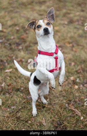 Petit chien debout dans un harnais rouge sur un sol herbeux. Banque D'Images