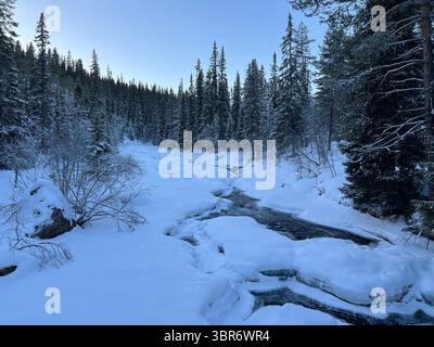 Un ruisseau enneigé serpente à travers la forêt à feuilles persistantes dans un paysage hivernal serein. Banque D'Images