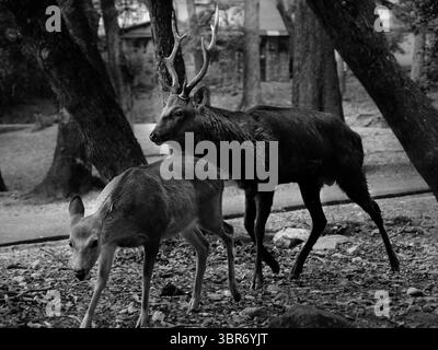 Cerf de Nara Banque D'Images