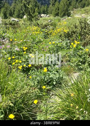 Champ de Trollius europaeus globeflower ou globe flower dans la réserve naturelle de Rila Mountain et le parc national, Bulgarie, Balkans, Europe du Sud-est Banque D'Images