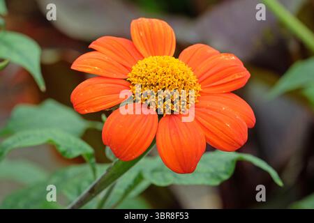 Orange vif Tithonia rotundifolia « Torch », tournesol mexicain, en fleur. Banque D'Images