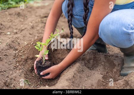 Une jeune agricultrice latino-américaine plante un petit semis de pastèque dans le sol, en prenant soin de la plante et en recouvrant les racines de terre Banque D'Images